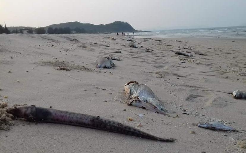 Cong bo danh gia moi truong bien sau su co Formosa hinh anh