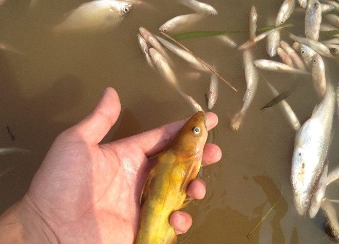 Ra soat cac nguon xa thai ra song Buoi hinh anh