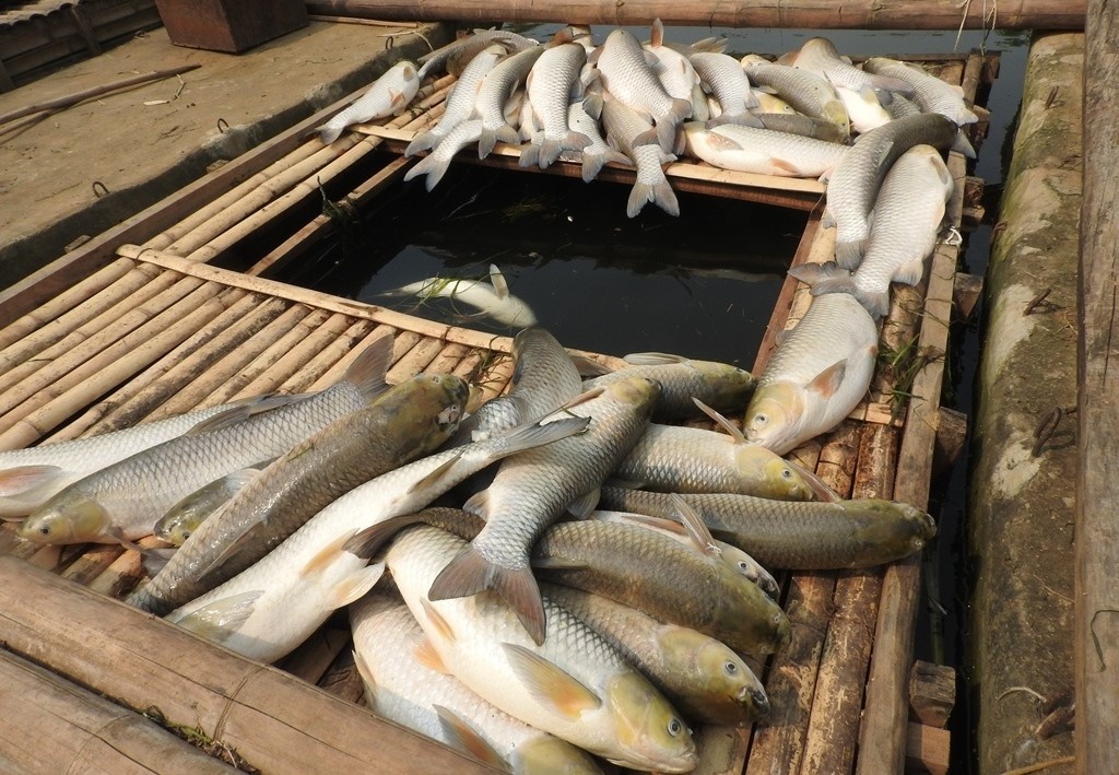 Dung hoat dong doanh nghiep xa thai ra song Buoi hinh anh