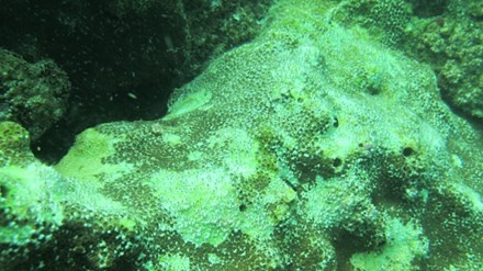 Cá chết ở miền Trung ảnh 1 Ca chet o mien Trung anh 1