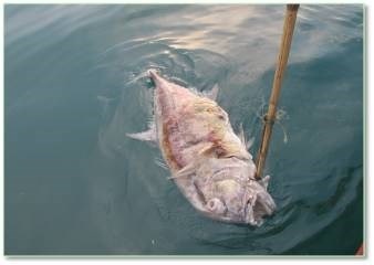 biển bị hủy diệt ở miền Trung ảnh 12 bien bi huy diet o mien Trung anh 12