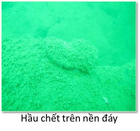 biển bị hủy diệt ở miền Trung ảnh 7 bien bi huy diet o mien Trung anh 7