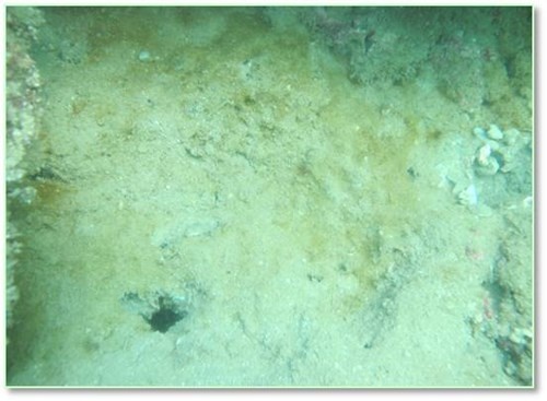 biển bị hủy diệt ở miền Trung ảnh 10 bien bi huy diet o mien Trung anh 10