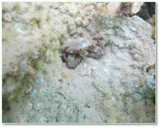 biển bị hủy diệt ở miền Trung ảnh 11 bien bi huy diet o mien Trung anh 11