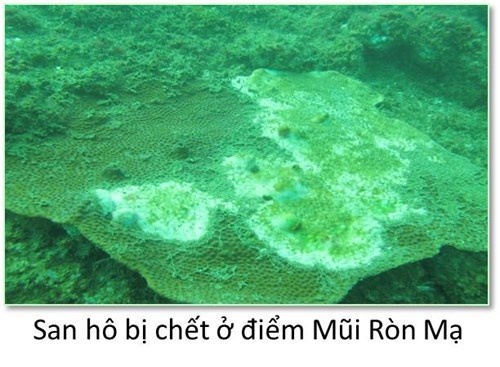 biển bị hủy diệt ở miền Trung ảnh 1 bien bi huy diet o mien Trung anh 1