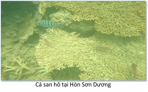 biển bị hủy diệt ở miền Trung ảnh 3 bien bi huy diet o mien Trung anh 3