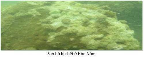 biển bị hủy diệt ở miền Trung ảnh 5 bien bi huy diet o mien Trung anh 5