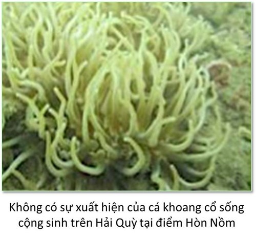 biển bị hủy diệt ở miền Trung ảnh 6 bien bi huy diet o mien Trung anh 6