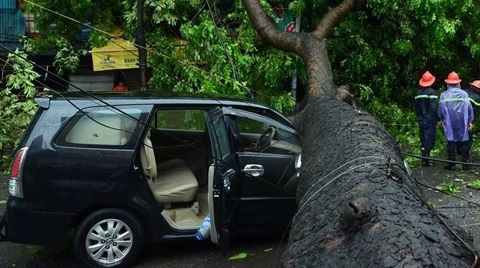 Gan 5.500 cay xanh Ha Noi bi do do bao Mirinae hinh anh