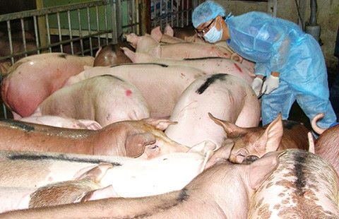 De xuat cam su dung chat tao nac Cysteamine trong chan nuoi hinh anh