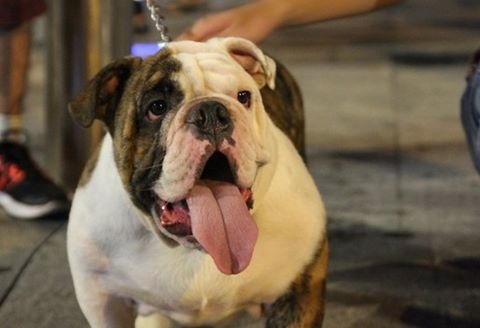 400.000 người bị chó dại cắn ảnh 1 400.000 nguoi bi cho dai can anh 1