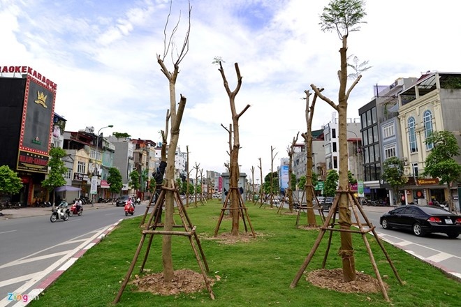 Ha Noi trong 800.000 cay xanh dip Tet Dinh Dau hinh anh