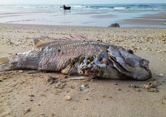 Cuc truong Cuc Kiem soat hoat dong bao ve moi truong bi cach chuc hinh anh