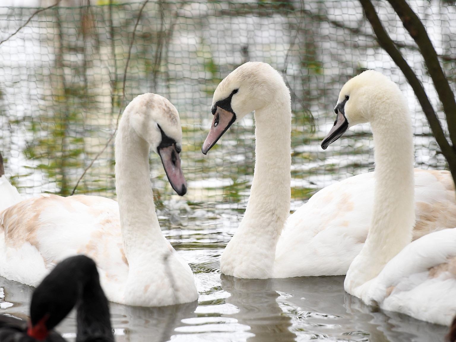 Thien nga tha thi diem o ho Guom nhap tu Bi, gia 20 trieu dong hinh anh