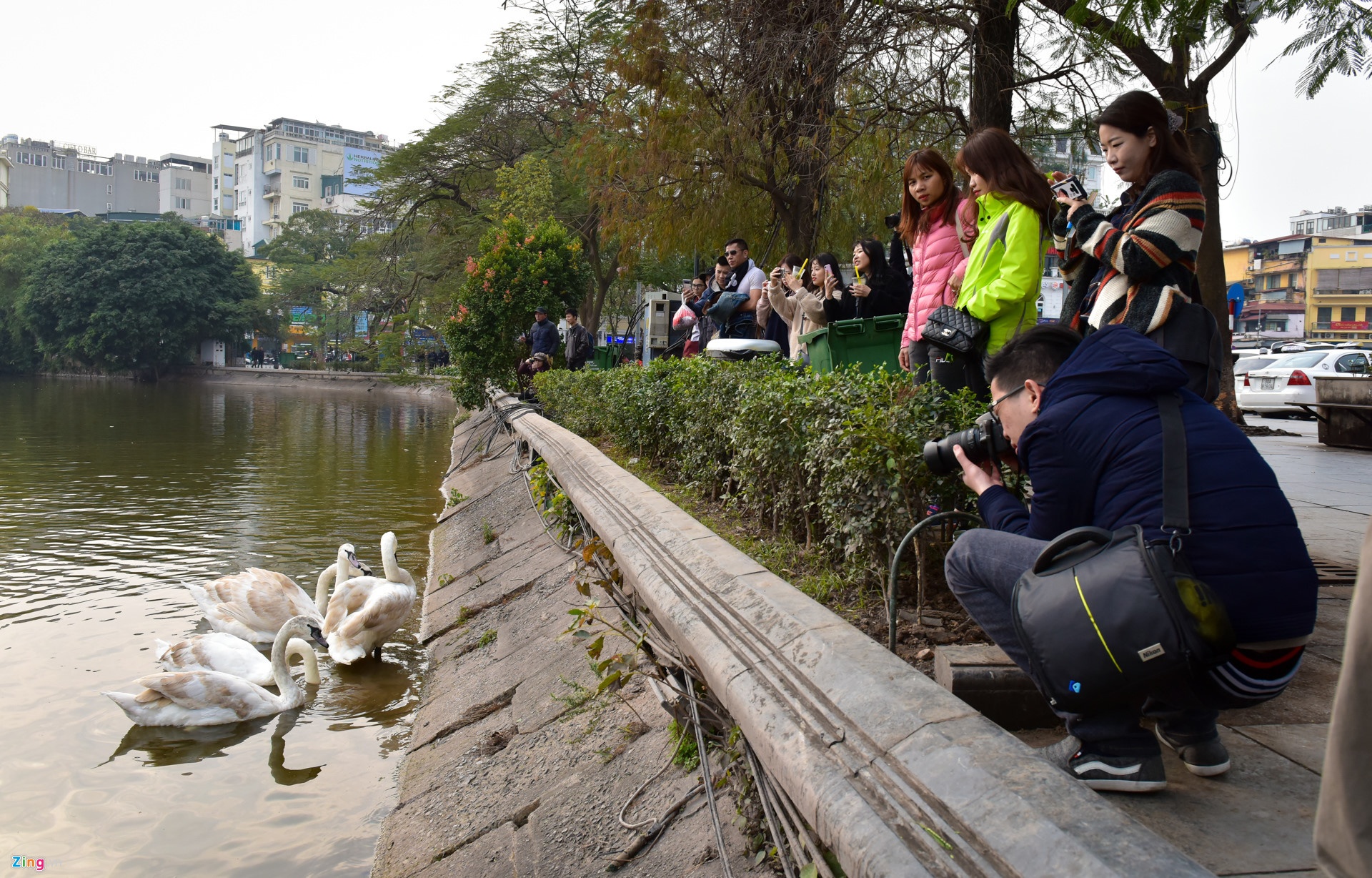 Thả thiên nga xuống hồ Gươm ảnh 2 Tha thien nga xuong ho Guom anh 2