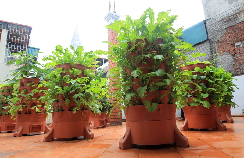 Doc dao thap trong rau huu co o san thuong, ban cong chung cu hinh anh