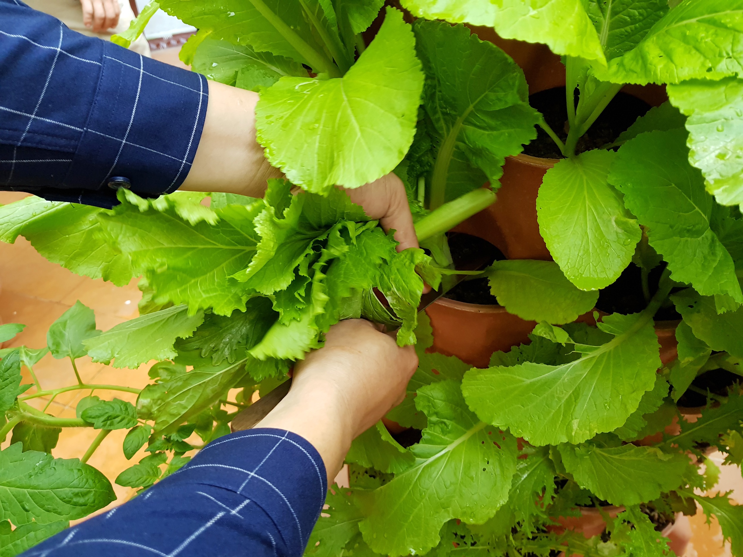 Tháp trồng rau ở sân thượng, ban công ảnh 4 Thap trong rau o san thuong, ban cong anh 4