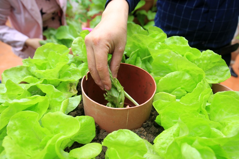 Thap trong rau sach doc dao o san thuong, ban cong chung cu hinh anh