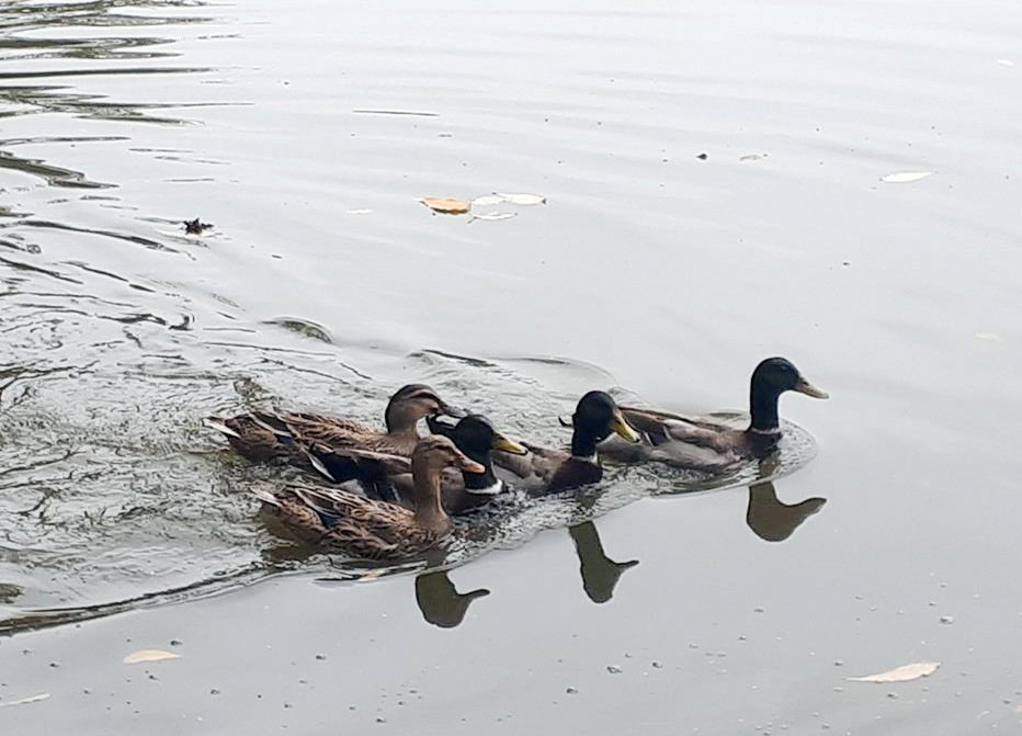 5 con vit troi xuat hien o ho Guom hinh anh