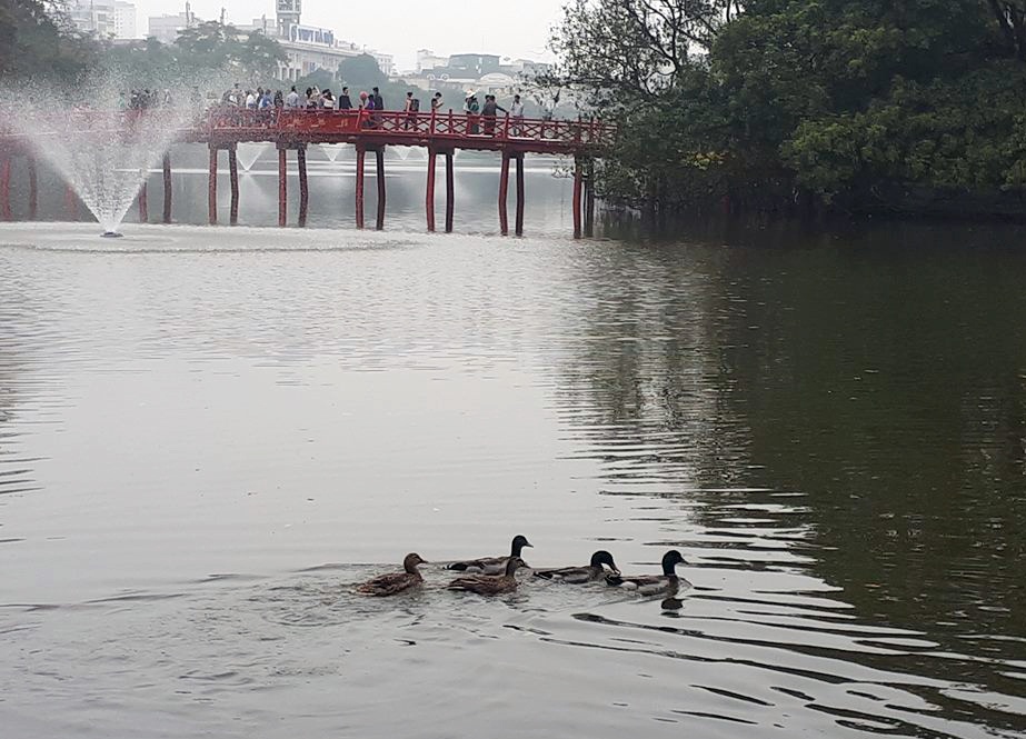 5 con vit troi xuat hien o ho Guom anh 1