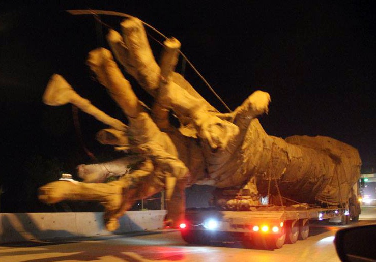 Cây khủng nghi của tướng CSGT ảnh 1 Cay khung nghi cua tuong CSGT anh 1