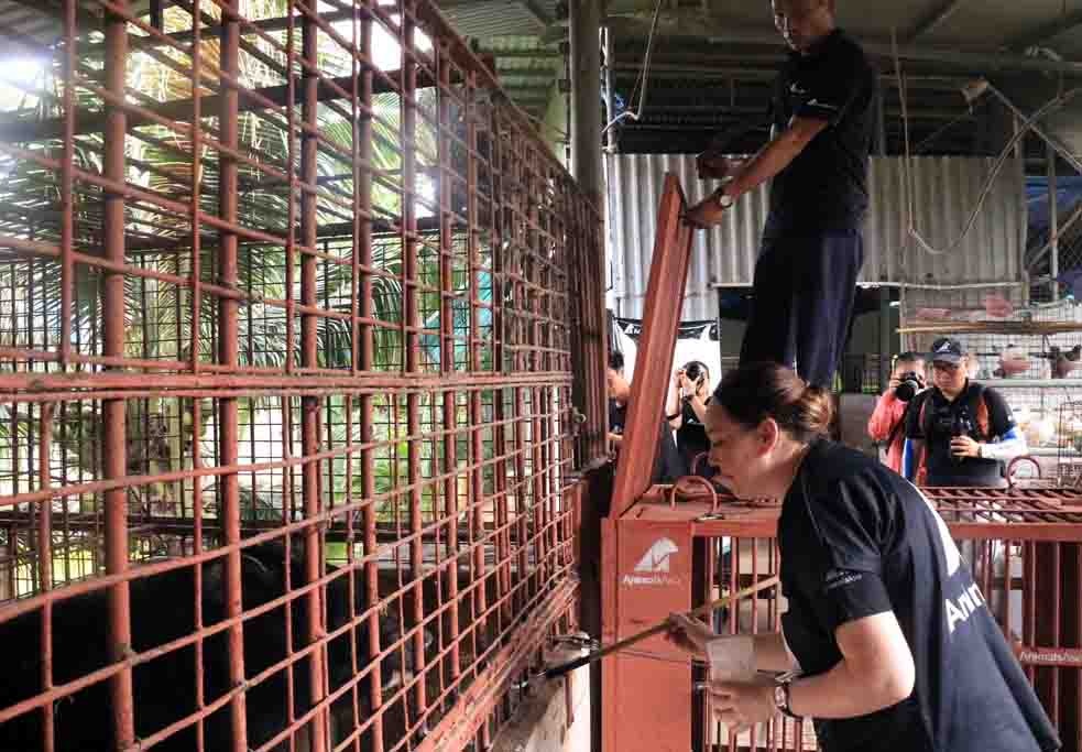 Một người dân Tiền Giang giao 5 cá thể gấu ảnh 1 Mot nguoi dan Tien Giang giao 5 ca the gau anh 1