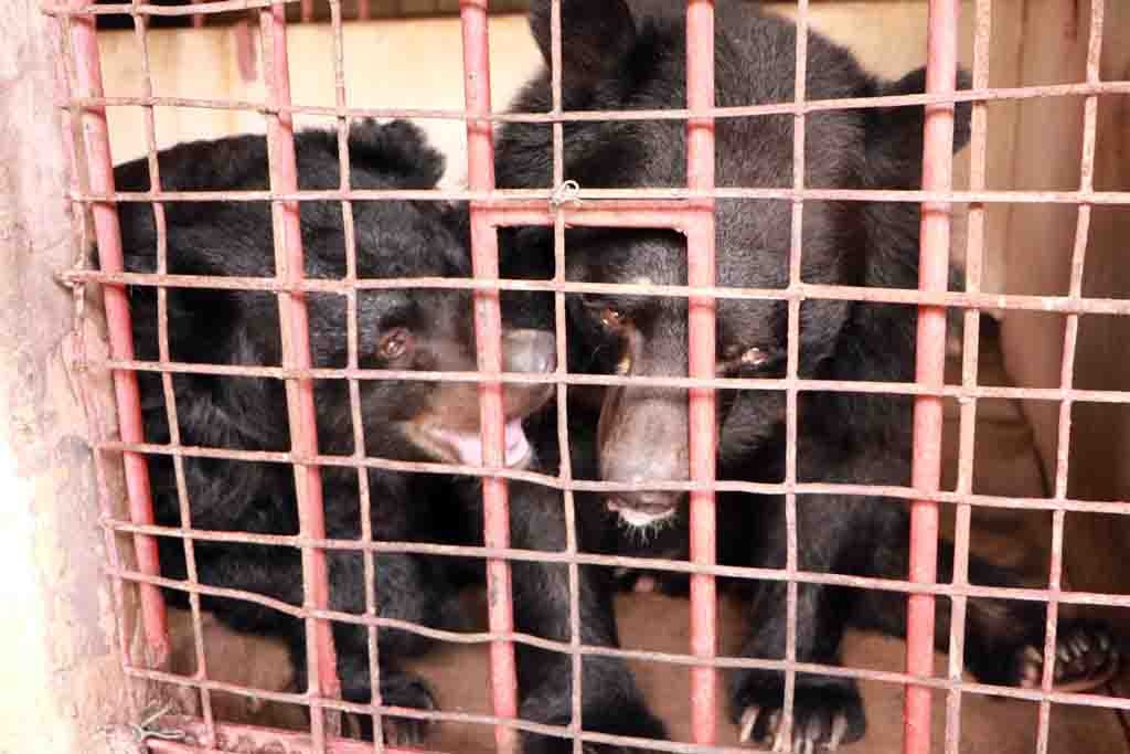 Một người dân Tiền Giang giao 5 cá thể gấu ảnh 2 Mot nguoi dan Tien Giang giao 5 ca the gau anh 2