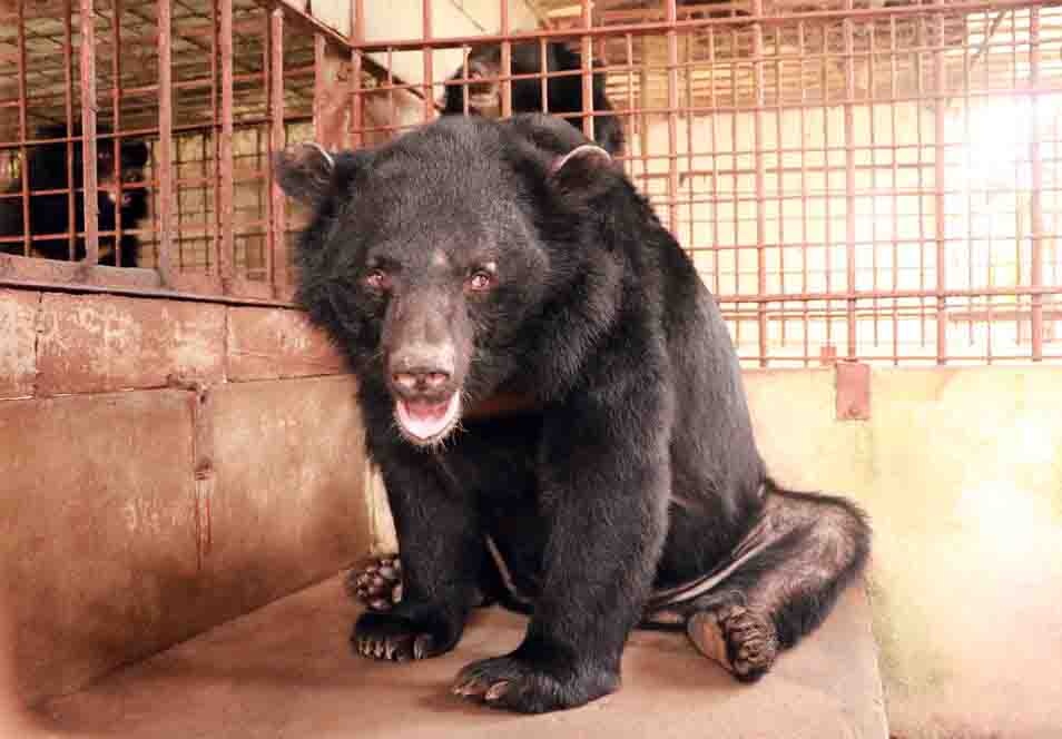 Mot nguoi dan ban giao 5 ca the gau ngua cho trung tam cuu ho hinh anh