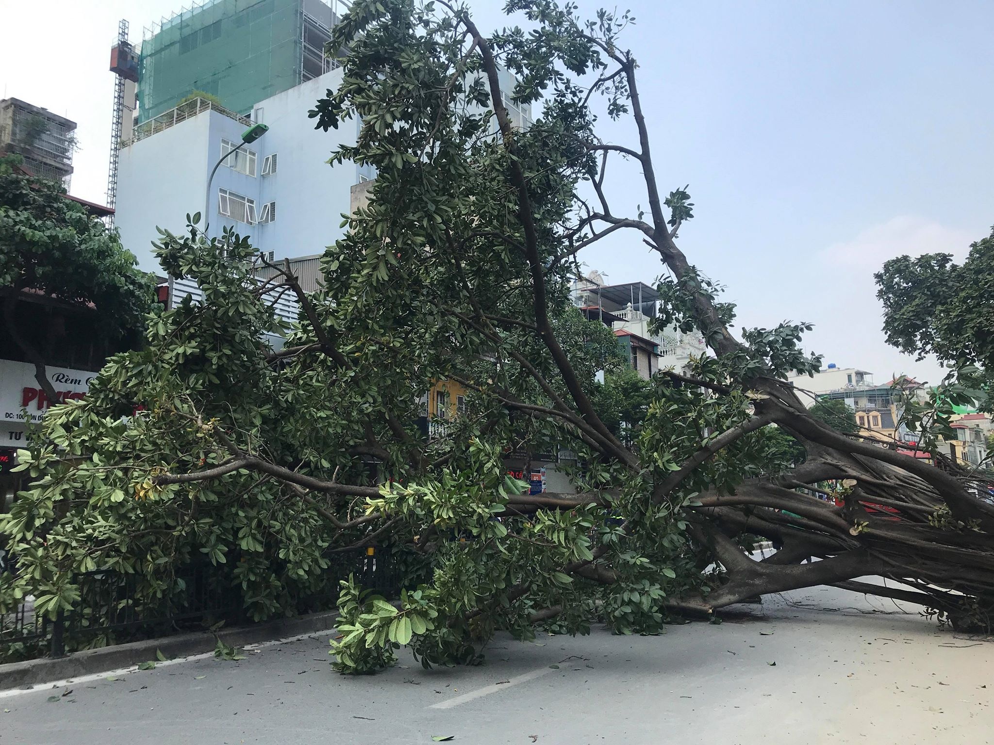 Cây cổ thụ đổ chắn ngang đường ở Hà Nội ảnh 4 Cay co thu do chan ngang duong o Ha Noi anh 4