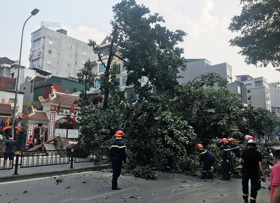 Cây cổ thụ đổ chắn ngang đường ở Hà Nội ảnh 3 Cay co thu do chan ngang duong o Ha Noi anh 3