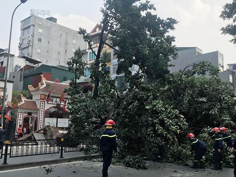 Cay da co thu do guc, chan ngang duong o Ha Noi hinh anh