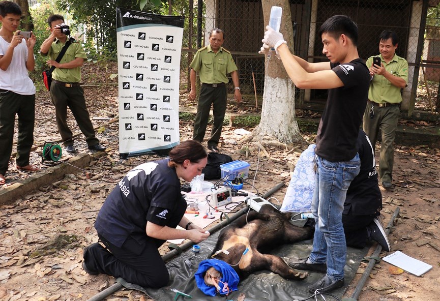 Giai cuu gau 50 kg bi nuoi nhot anh 1