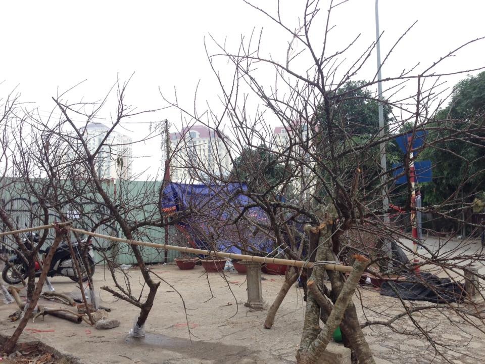 Nguoi dan trong dao,  dan buon cung ‘meo mat’ anh 2