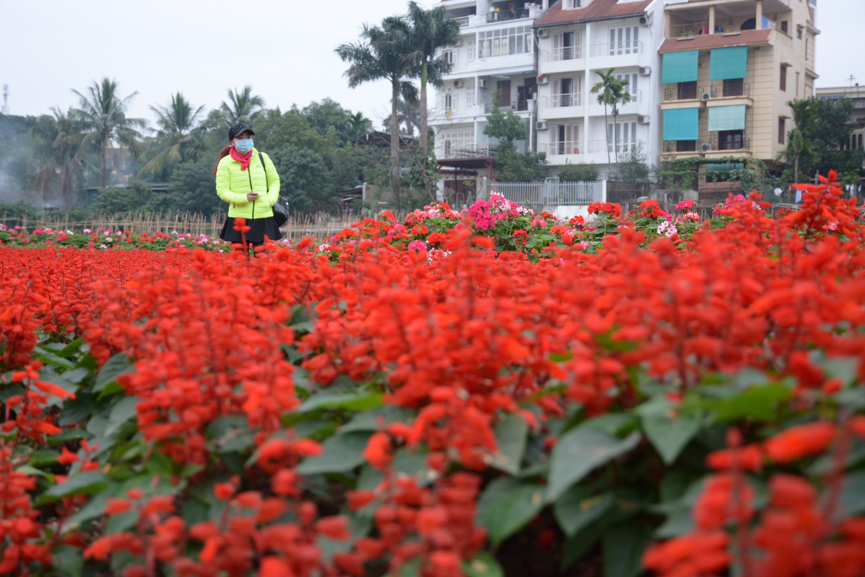 Kiem boi tien tu viec trong hoa giua long ho sen hinh anh