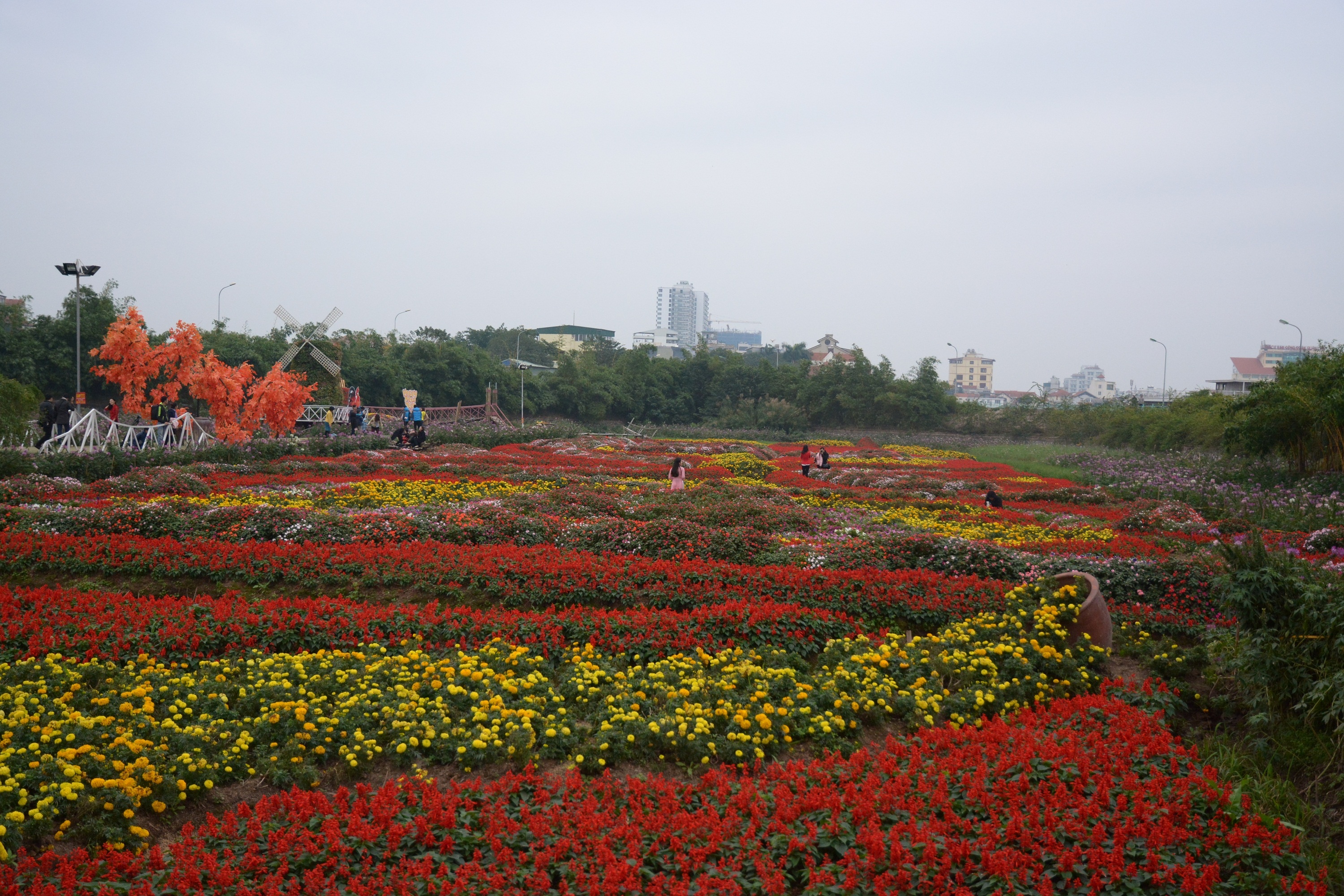 Vuon hoa giua long ho sen Tay Ho anh 1