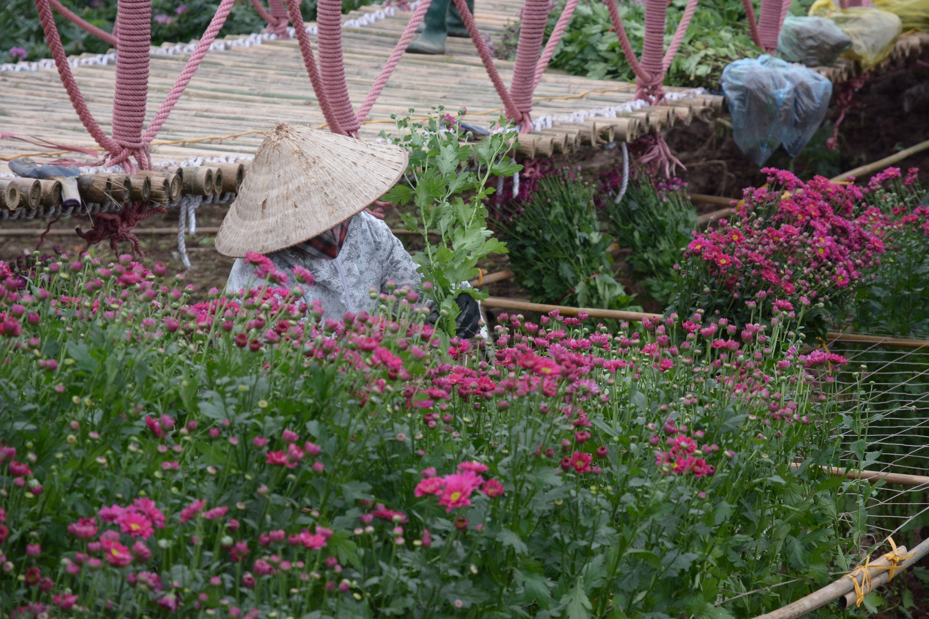 Vuon hoa giua long ho sen Tay Ho anh 3