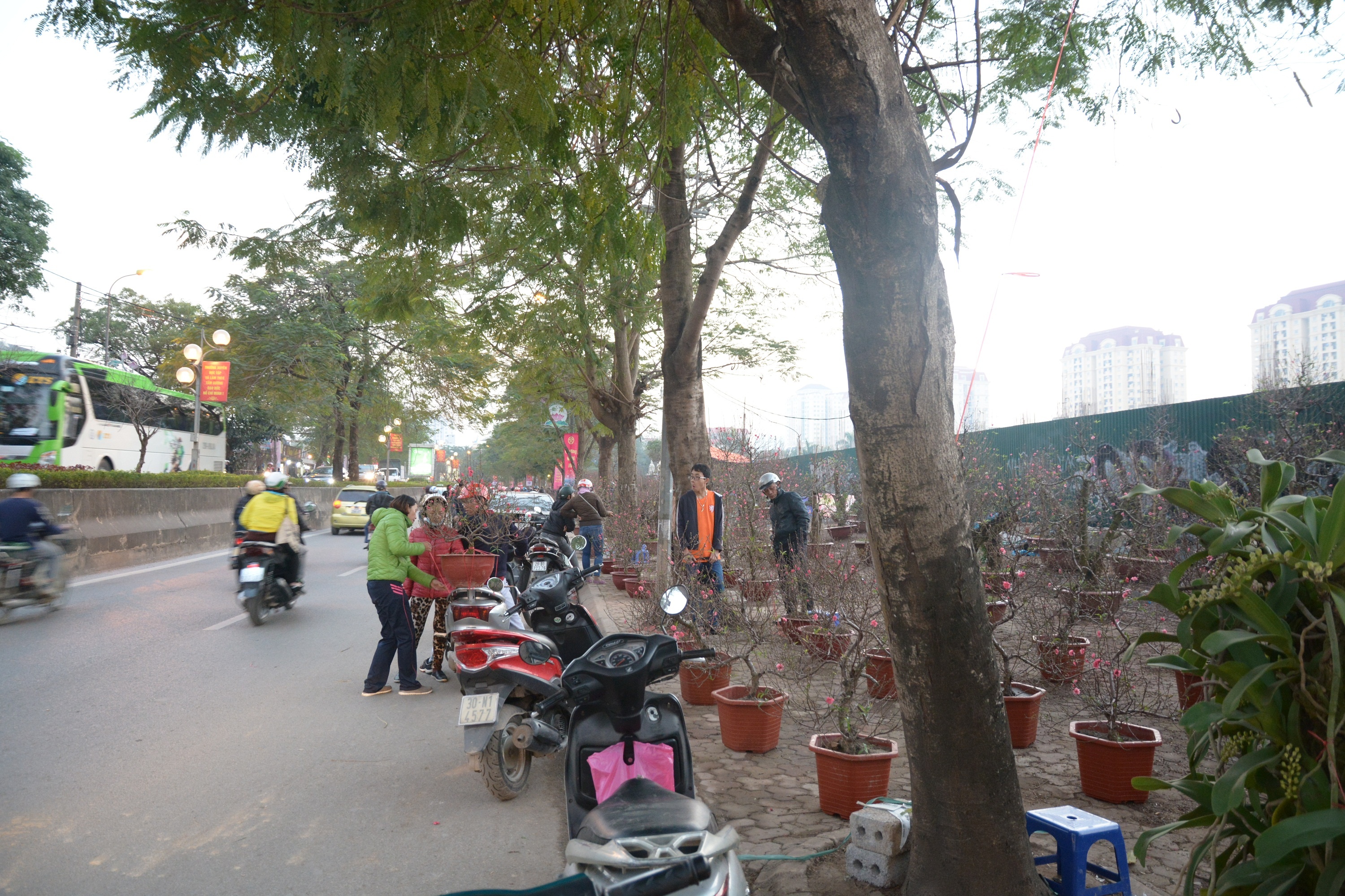 Can Tet,  dao rung hut khach,  mai vang diu hiu anh 1