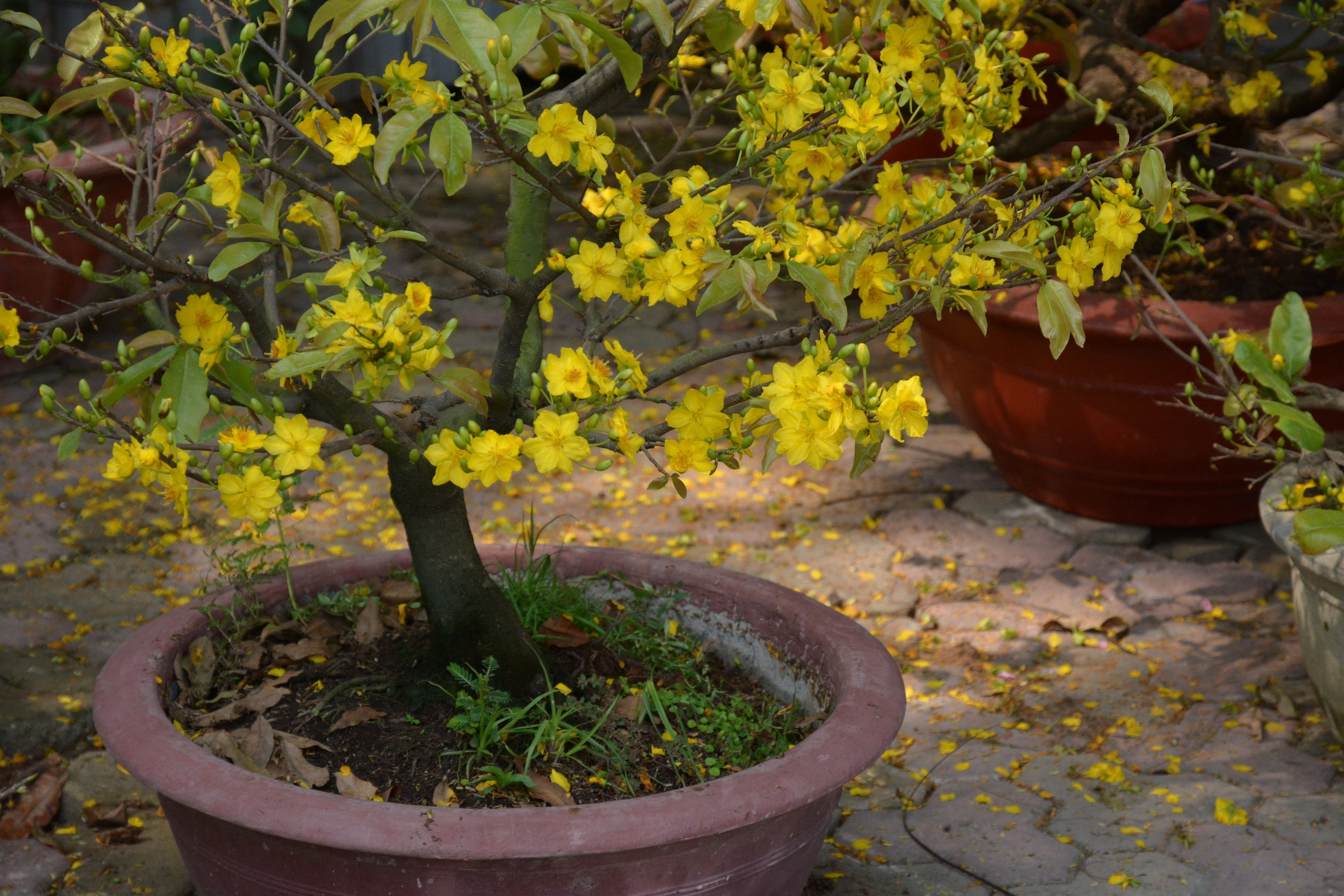 Can Tet,  dao rung hut khach,  mai vang diu hiu anh 3