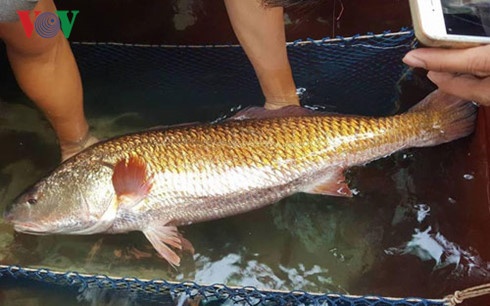 Ca su vang het gia tram trieu dong anh 2