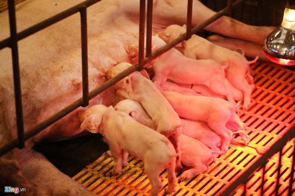 Gia thit heo xuong thap ky luc,  BTC,  BCT vao cuoc anh 1