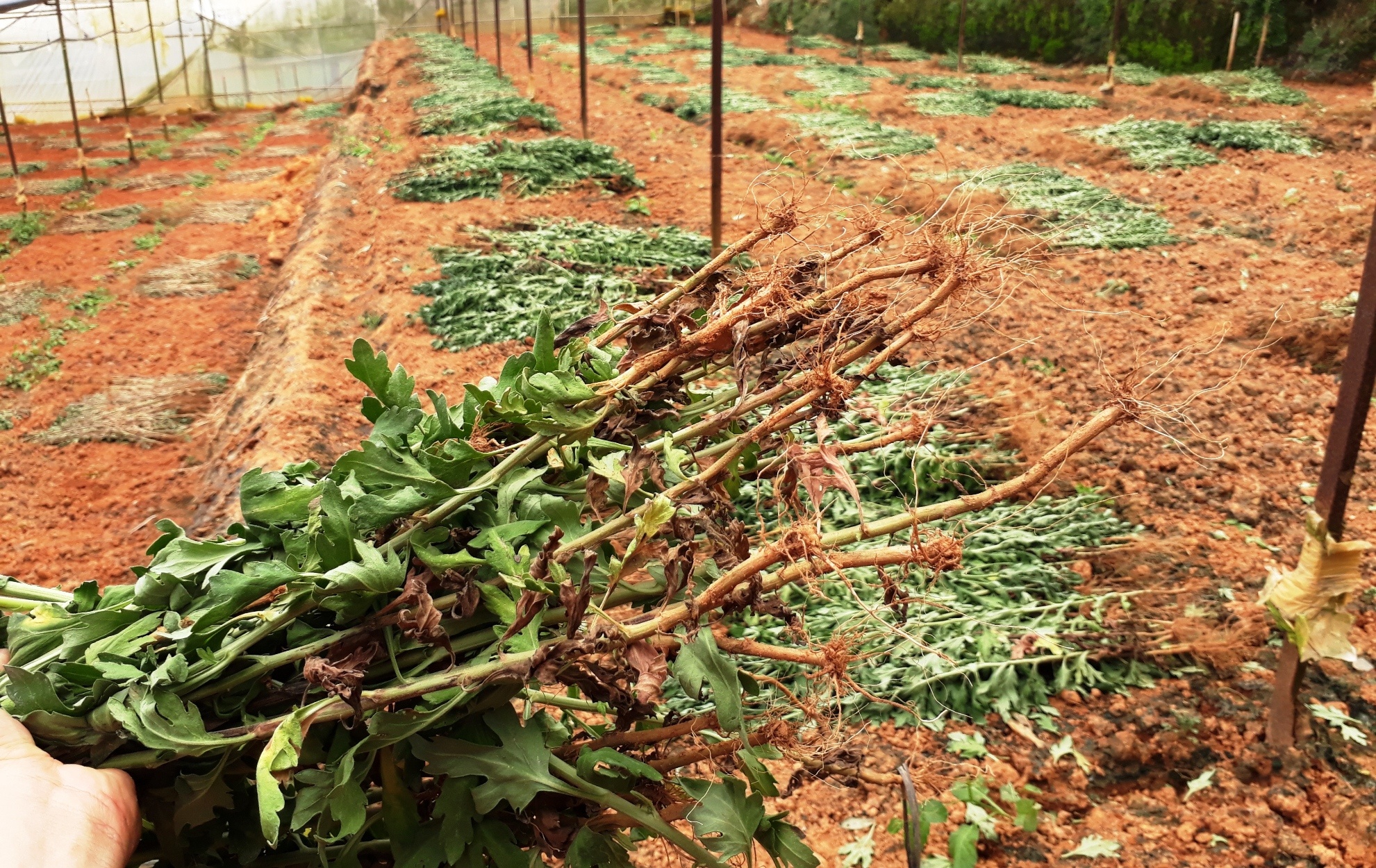 Nguoi Da Lat nho bo rau, hoa vi dich benh hinh anh