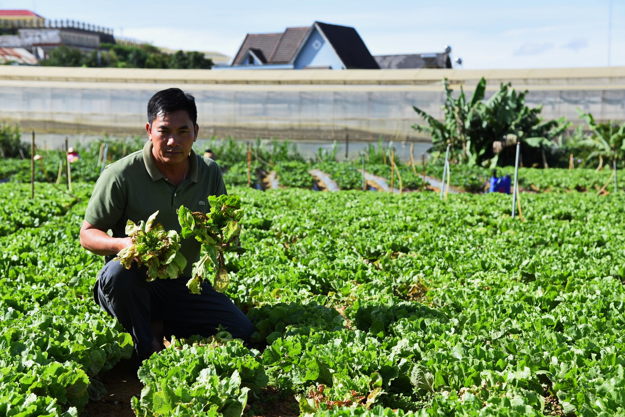 Nguoi dan Da Lat nho bo rau,  hoa vi dich benh anh 2