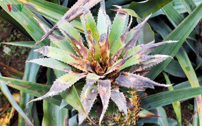 Vu dua chet bat thuong o Lao Cai: Doanh nghiep den bu hon 2,6 ty dong hinh anh