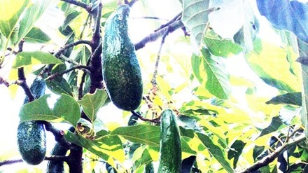 Bo dai gan nua met chay hang hinh anh