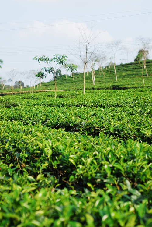 Nhung doanh nghiep 'doc nhat' tren san chung khoan anh 4