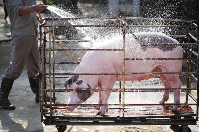 ‘Den thit lon Tay Ban Nha cung co luc gia 20.000 dong/kg’ hinh anh