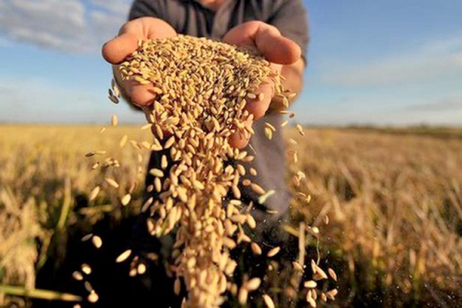 Cong ty ban gao len san, von hoa tang 300 ty sau nua ngay giao dich hinh anh