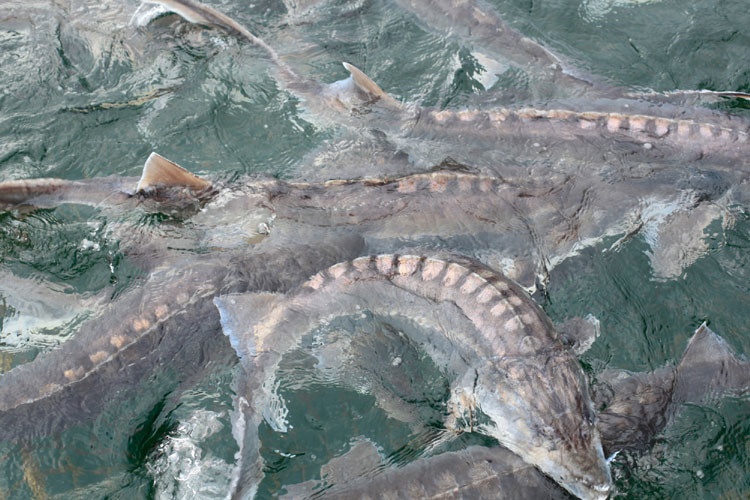 bất động sản đất vàng ảnh 3 bat dong san dat vang anh 3