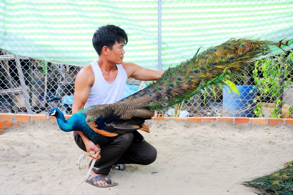 trai nuoi chim cong lon nhat mien tay anh 1