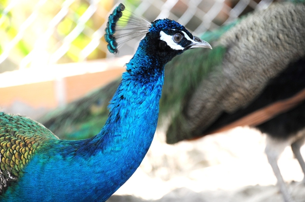 trai nuoi chim cong lon nhat mien tay anh 10